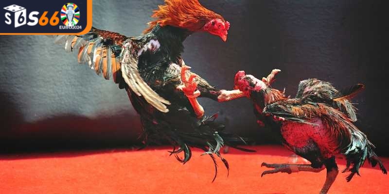 Đá gà cựa là hình thức thi đấu đặc biệt tại sảnh chơi đá gà