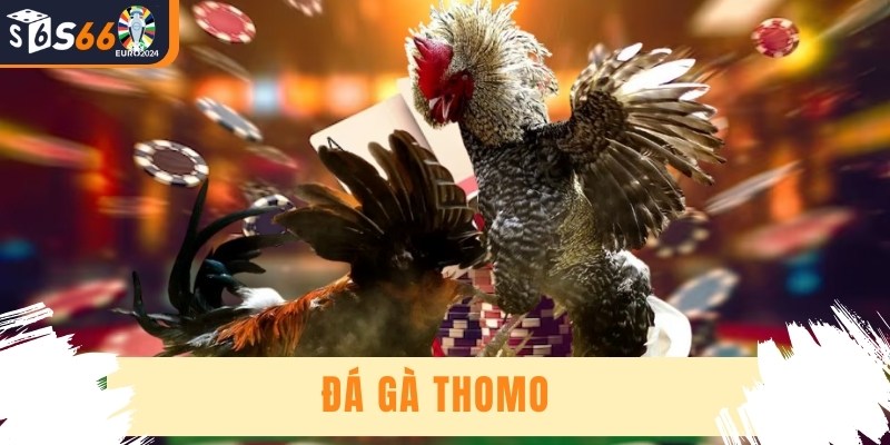Đá Gà Thomo - Nơi Diễn Ra Trận Chiến Đỉnh Cao Hấp Dẫn