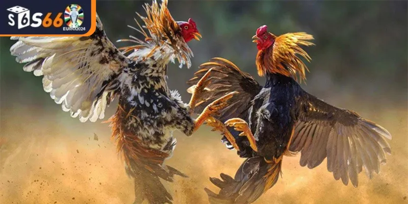 Bí Quyết Thắng Lớn Khi Cược Đá Gà S66