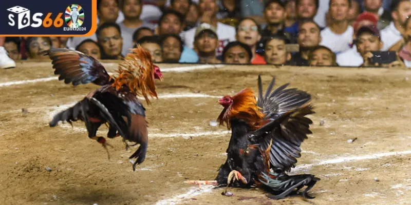 Đá Gà Cựa Sắt S66 Là Gì?